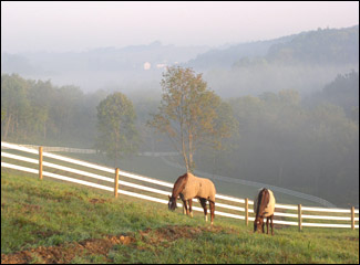 Tipperary Farm Horses