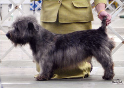 Ch Tipperary Rose of Tralee (Lee)